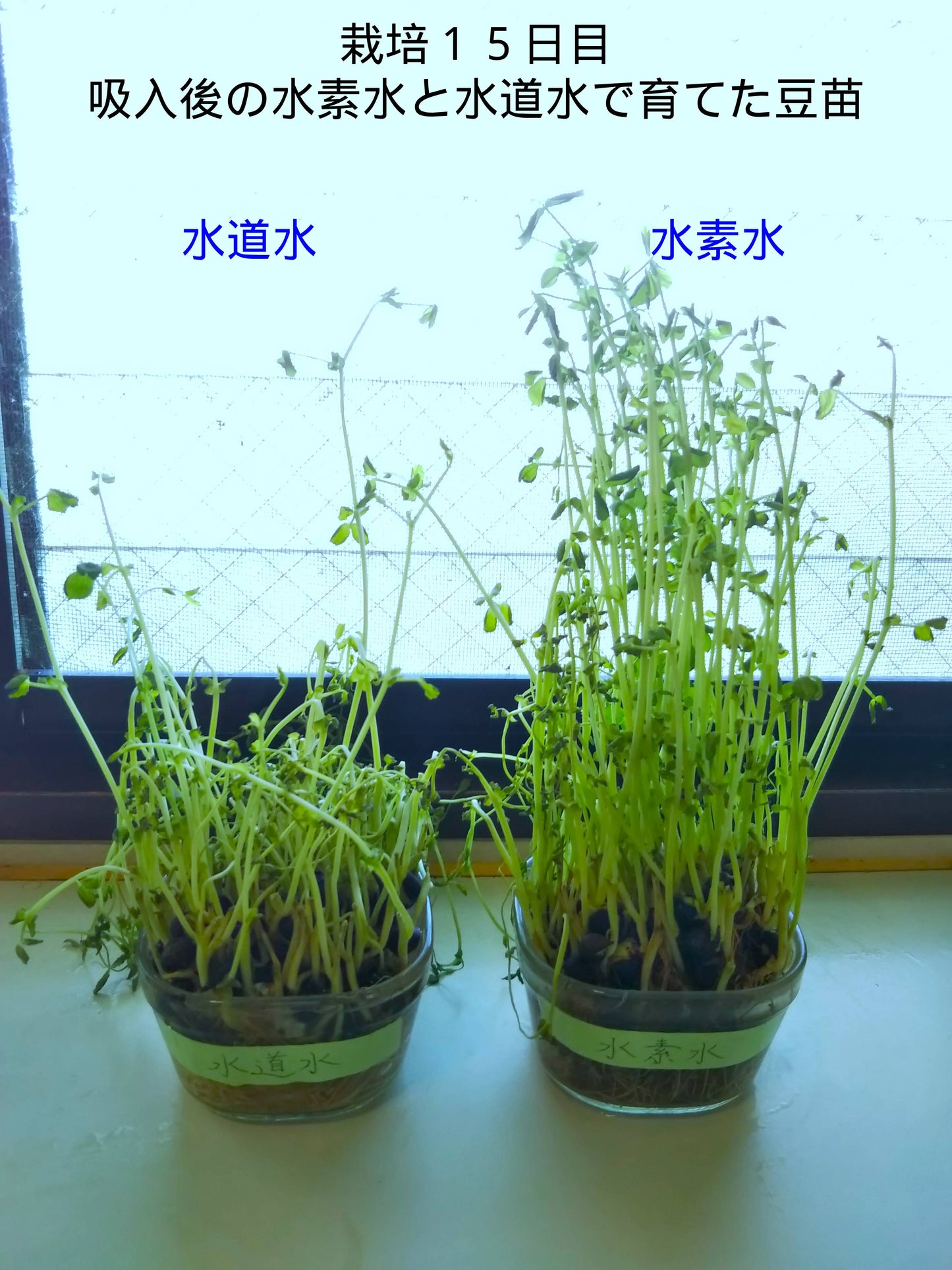 時短吸引3分1.8L吸引キット1G09LT 水素ガス225L付 旅行や携帯に便利