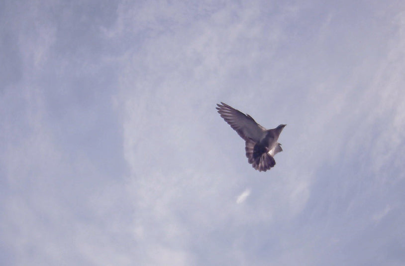 Sky camera Тип длительной непрерывной работы Удлинитель кабеля до 20 м Тип замены объектива